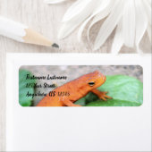 Red Eft Oranje Salamander Natuur #2 Adres Etiket (Insitu)