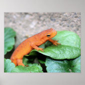 Red Eft Oranje Salamander Natuur 2 Poster (Voorkant)