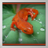 Red Eft Poster (Voorkant)