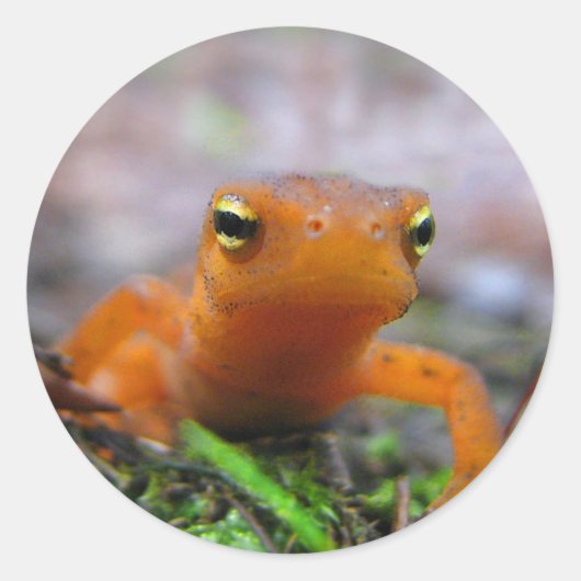 Red Eft Ronde Sticker (Voorkant)