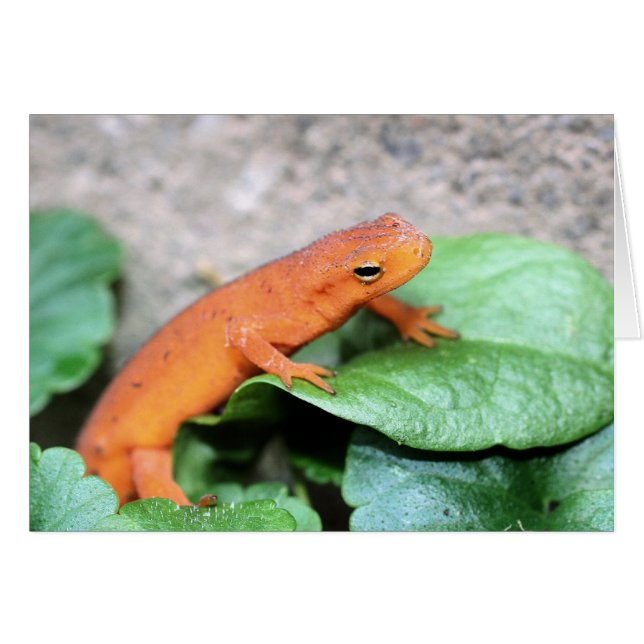 Red Eft Salamander Natuur (Voorkant Horizontaal)