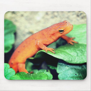 Red Eft Salamander Natuur Muismat