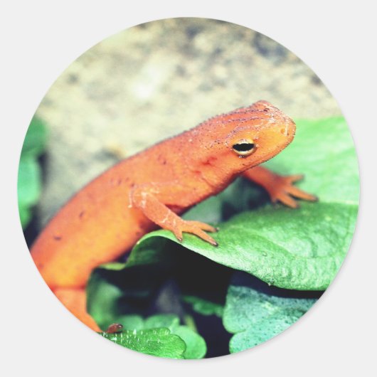 Red Eft Salamander Natuur Ronde Sticker (Voorkant)