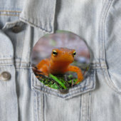 Red Eft Salamander Newt Natuur Button (In situ)