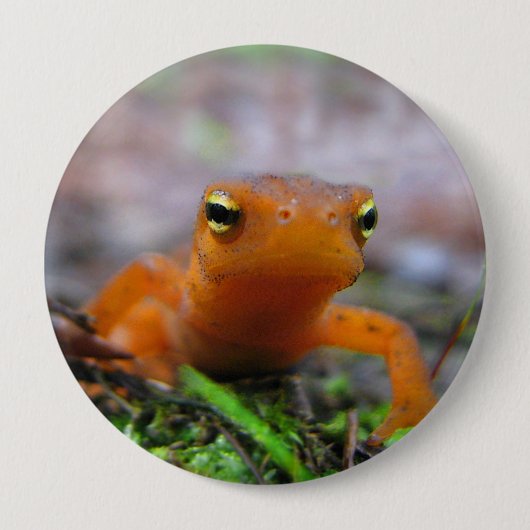 Red Eft Salamander Newt Natuur Button (Voorkant)
