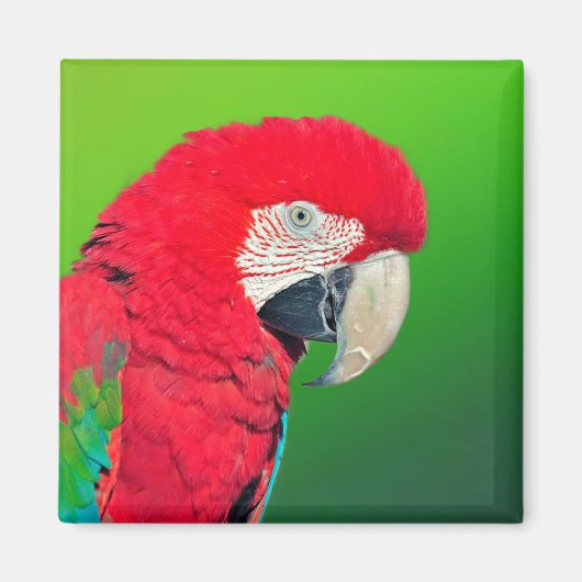 Red en Green Macaw Parrot Magnet (Voorkant)