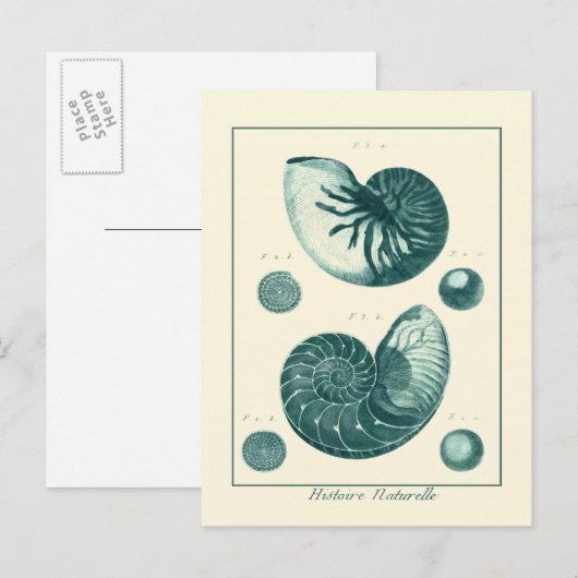 Red en Green Seashell Art Briefkaart (Voorkant / Achterkant)