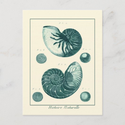 Red en Green Seashell Art Briefkaart (Voorkant)