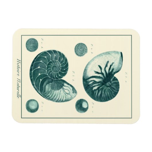 Red en Green Seashell Art Magneet (Horizontaal)