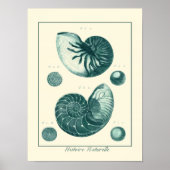 Red en Green Seashell Art Poster (Voorkant)