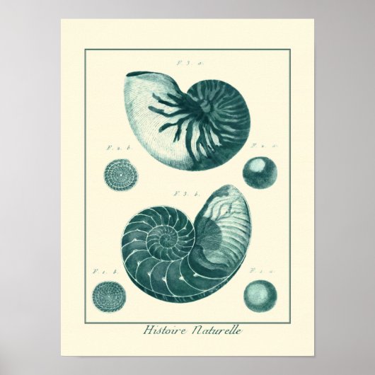 Red en Green Seashell Art Poster (Voorkant)