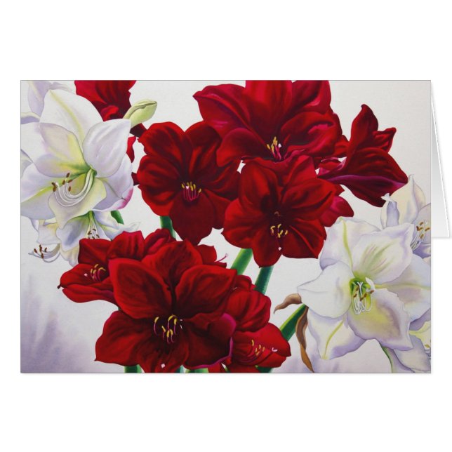 Red en White Amaryllis 2008 (Voorkant Horizontaal)