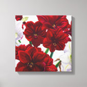 Red en White Amaryllis 2008 Canvas Afdruk (Voorkant)