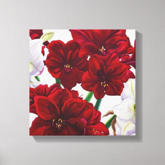 Red en White Amaryllis 2008 Canvas Afdruk (Voorkant)