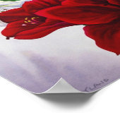 Red en White Amaryllis 2008 Poster (Hoek)