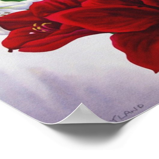 Red en White Amaryllis 2008 Poster (Hoek)