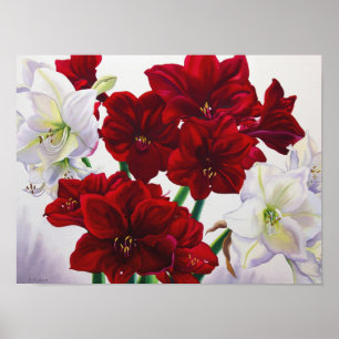 Red en White Amaryllis 2008 Poster