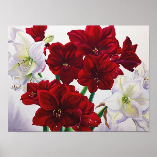 Red en White Amaryllis 2008 Poster (Voorkant)