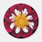Red en White Collarette Dahlia Floral Magneet (Voorkant)
