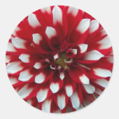 Red en White Dahlia Floral Ronde Sticker (Voorkant)