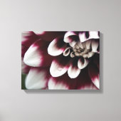 Red en White Dahlia Flower Canvas Afdruk (Voorkant)