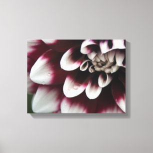 Red en White Dahlia Flower Canvas Afdruk