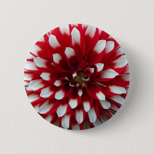 Red en White Dahlia Flower Ronde Button 5,7 Cm (Voorkant)