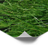 Red English Cocker Spaniel Poster (Hoek)