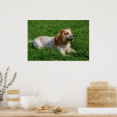 Red English Cocker Spaniel Poster (Keuken)