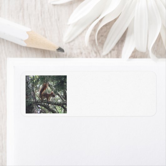 Red Equirrel retouradreslabels Etiket (Insitu)