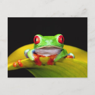 Red Eye Treefrog, Agalychinis callidryas, Native Briefkaart