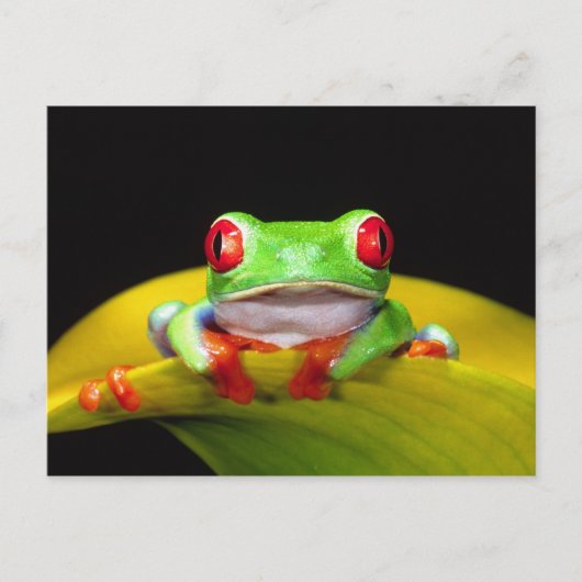 Red Eye Treefrog, Agalychinis callidryas, Native Briefkaart (Voorkant)