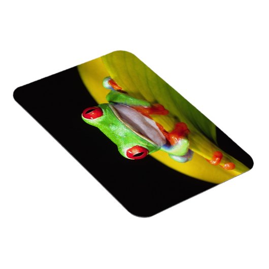 Red Eye Treefrog, Agalychinis callidryas, Native Magneet (Rechterzijde)