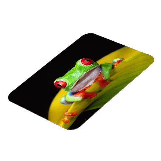 Red Eye Treefrog, Agalychinis callidryas, Native Magneet (Linkerzijde)