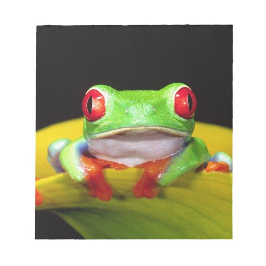 Red Eye Treefrog, Agalychinis callidryas, Native Notitieblok (Voorkant)