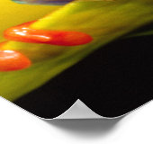 Red Eye Treefrog, Agalychinis callidryas, Native Poster (Hoek)