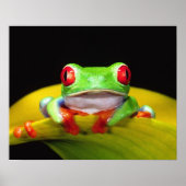 Red Eye Treefrog, Agalychinis callidryas, Native Poster (Voorkant)