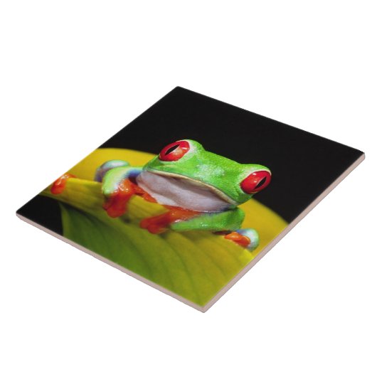 Red Eye Treefrog, Agalychinis callidryas, Native Tegeltje (Zijkant)