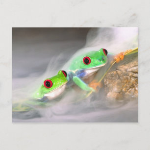 Red Eye Treefrog in de mist, Agalychinis 2 Briefkaart