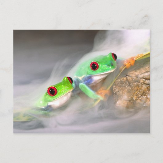Red Eye Treefrog in de mist, Agalychinis 2 Briefkaart (Voorkant)