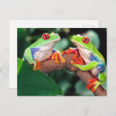 Red Eye Treefrog Pair, Agalychinis callidryas Briefkaart (Voorkant / Achterkant)