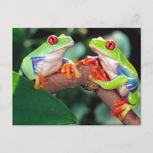 Red Eye Treefrog Pair, Agalychinis callidryas Briefkaart (Voorkant)