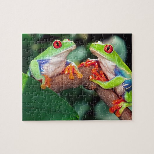 Red Eye Treefrog Pair, Agalychinis callidryas Legpuzzel (Horizontaal)