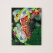 Red Eye Treefrog Pair, Agalychinis callidryas Legpuzzel (Verticaal)