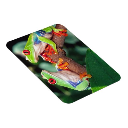 Red Eye Treefrog Pair, Agalychinis callidryas Magneet (Rechterzijde)