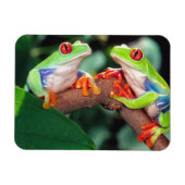 Red Eye Treefrog Pair, Agalychinis callidryas Magneet (Horizontaal)