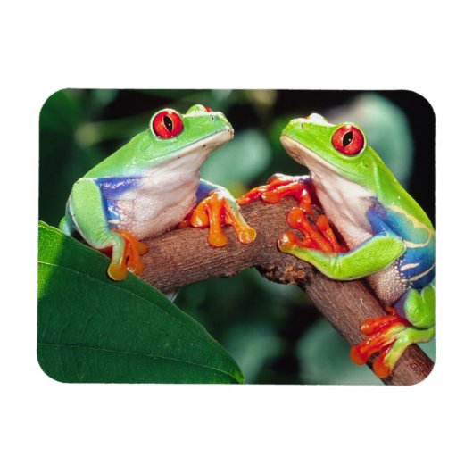 Red Eye Treefrog Pair, Agalychinis callidryas Magneet (Horizontaal)