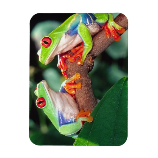 Red Eye Treefrog Pair, Agalychinis callidryas Magneet (Verticaal)