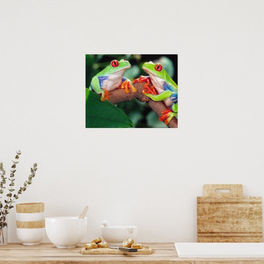 Red Eye Treefrog Pair, Agalychinis callidryas Poster (Keuken)