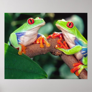 Red Eye Treefrog Pair, Agalychinis callidryas Poster
